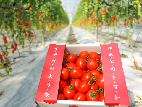 送料変わらず２箱☆イチゴのようなハート型のトマト‼️形も味も魅力的☆トマトベリー