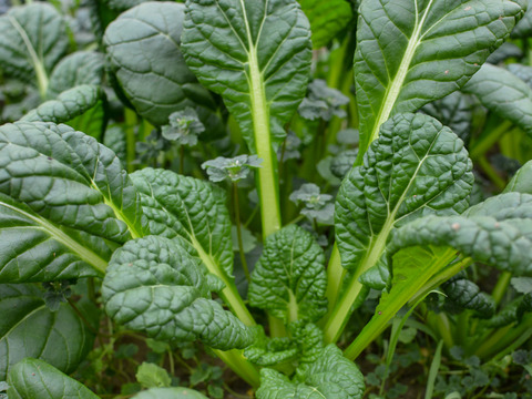 【有機JAS】えぐみが少なく希少！ ちぢみ小松菜 4袋（約1kg）