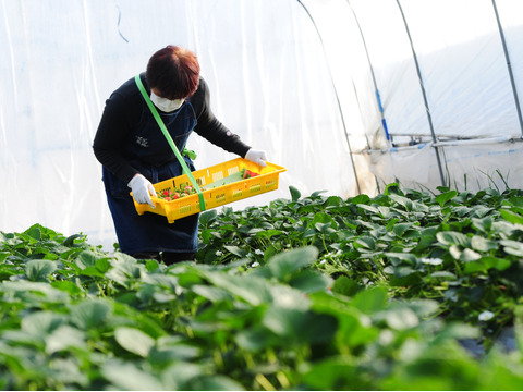 【ゲン担ぎ福袋】『とちあいか/ミルキーべりー　ゆりかーご』紅白！贈答用厳選！1パック9～15粒【ゆりかーご】450g以上　※熨斗対応・日付指定可※