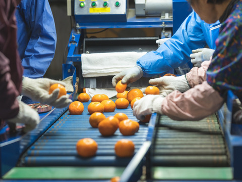 ポンカン 4kg★むいた瞬間から香りがおいしい！★手でむいて薄皮ごと食べられる！