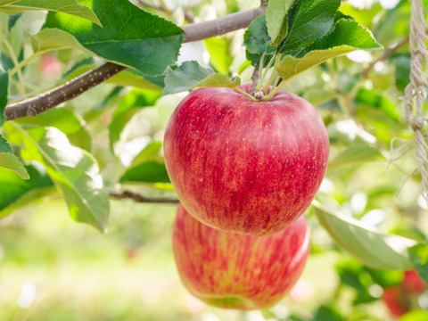 低農薬で皮ごとおいしい【旬の葉とらずりんご】5kg送ります！　品種おまかせ🍎