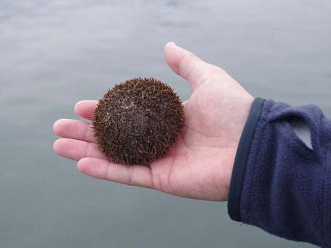 【12/25～12/28発送予定】はぐくむうに塩水パック(エゾバフンウニ) 80g/2P＋海藻スナック/2P＋剣山茎わかめ/1P