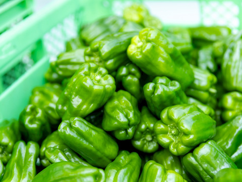 【予約】【関西一のピーマン産地、「たじま」からお届け】　朝採れ発送！　兵庫県香美町産「たじまのピーマン１０ｋｇ」