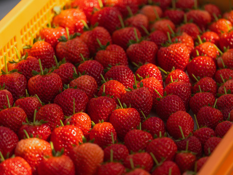 『朝採れ直送』甘さと酸味のバランスが自慢　栃木県産とちあいか