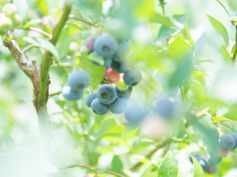 【有機JAS認証】まるまるアイスの実！★お試し用★保存が効く冷凍ブルーベリー500ｇ