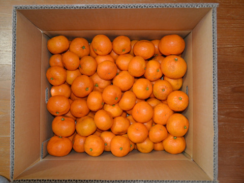 温州みかん(早生ミカン)　7.5㎏【甘み酸味バランス◎】【農薬化学肥料不使用】【熨斗(のし)対応可】