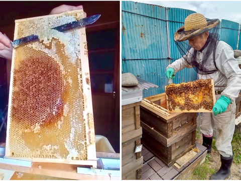 すっきり爽やか『アカシア蜜』250g