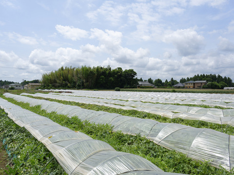 究極のスイカ「金色羅皇」1玉入