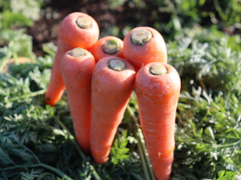 自然な甘さ　人参　「向陽二号」3キロ　A品3LからMバラ入り