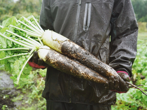 【高原大根】　≪神鍋高原、寒暖差のある地域で育まれた水分・甘みたっぷりの大根≫　兵庫県但馬産「高原大根」（２本）