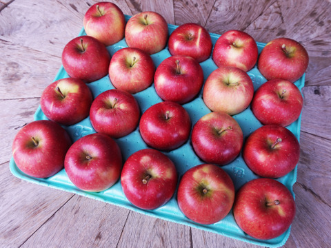 希少品種🍎安祈世🍎5kg りんご好きもうなる皮までおいしい低農薬りんご✨ギフト 贈答用可 予約 旬