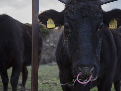 陸マグロ（オカマグロ）大間牛100％ハンバーグ２パックセット