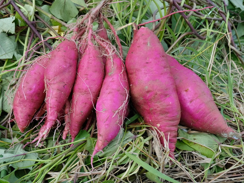 農薬不使用だから安心！愛知県産さつまいも（紅はるか）2L−4Lサイズ　5kg　【一般お客様向け残り10kg（2箱）！】
※その他法人さま向け※食べチョクアワード副賞用として3箱は受注済みです。