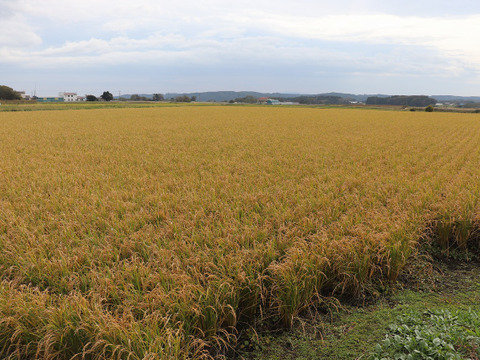 自然栽培（農薬・有機化学肥料不使用）のお米！ 白米５kg　令和５年産