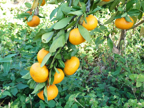 『家庭用』お買い得【自然栽培】 完熟 中生みかん（10K）