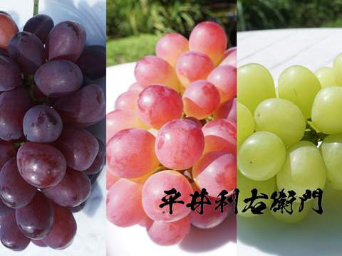 もうすぐ終了予定！【値引き中！総重量1.6kg以上！】平井利右衛門の黒赤青ぶどう（富士の輝、コトピー、マスカサーティーン/各1～2房）