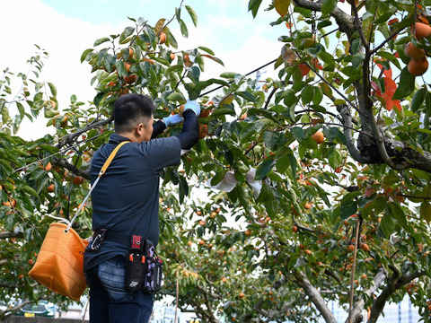 【柿の王様】岐阜県産採れたて！直送富有柿(贈答用 ３Ｌサイズ２０個入)