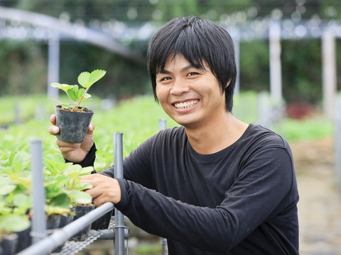 【ギフト可】完熟いちご化粧箱入り2箱【計24粒～33粒】