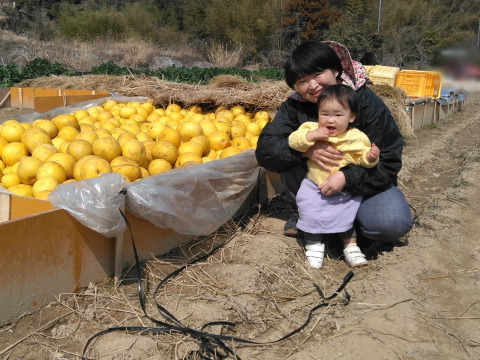 土佐文旦20kg 40 土佐文旦20kg 40 商品検索 - 土佐文旦通販 土佐文旦産直協同組合