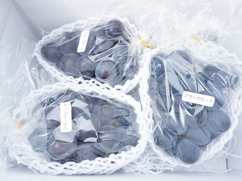 平井利右衛門の黒ぶどう（ブラックビート/3房）