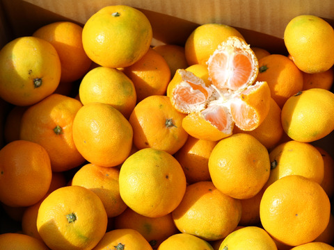 柑高地年間パック４.５キロ入り１２回