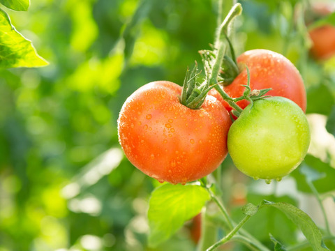 【野菜ソムリエサミット金賞】濃厚！ウエタトマトのトマト(2キロ箱)