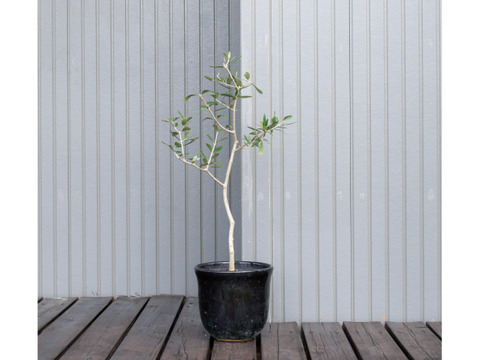 オリーブ 鉢植え 「アスコラーナ」 シンボルツリー 観葉植物