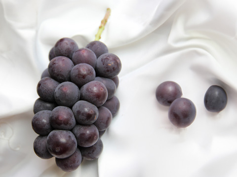 【ぶどう好きのための】種なし巨峰 家庭用・約900g（2房）【朝どれ】