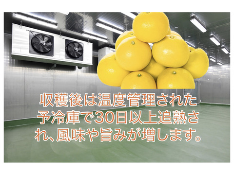 やの一果彩の園主こだわり土佐文旦【家庭用3kg】（大玉5～8玉）発祥の地 高知県土佐市宮ノ内産 （2024年2月1日から発送なくなりしだい終了） 訳あり ぶんたん かんきつ くだもの  ギフト 贈り物