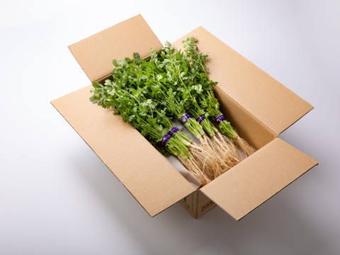 【関西テレビとれたてっ！】NHKあさイチ　テレビ朝日朝メシまで紹介　これパクチー？岡パクです（５００ｇ）少量タイプ