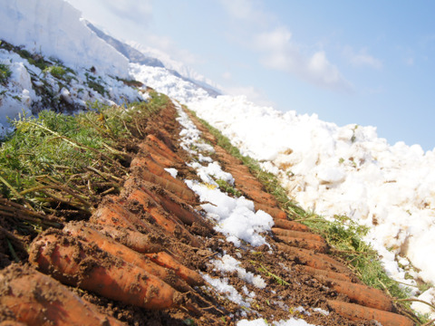 【糖度10度超え】雪の中で眠り、甘みが極まった「雪の下にんじん」100％ジュース 720ml×12本
