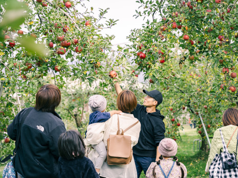 食べるシャンパン！『ピンクレディー®』4.5㎏　18～28玉サイズ
甘酸っぱく濃厚　全国流通量0.015％の希少種　長野県　標高600mの高原からお届け