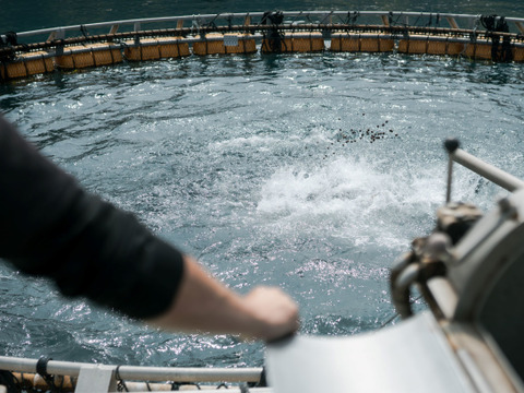 【冬ギフト】百年漁師のあおさのり＆真鯛詰合せ（ラッピング付・熨斗対応可）