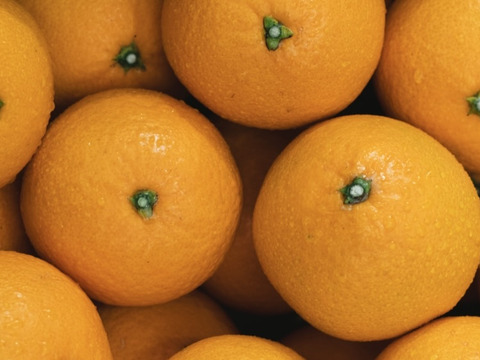 【ぷるあま果肉と濃厚果汁】清見【家庭用 5kg】（清見タンゴール、清見オレンジ）