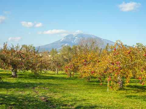 フレッシュ食感✨特別貯蔵の葉とらずふじと王林3kgセット キズなし贈答可　低農薬　特別栽培りんご りんご食べ比べ