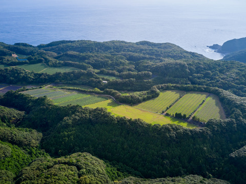 天皇杯受賞農家の土佐文旦 7kg（家庭用）高知県大月町 産地直送 旬の柑橘！