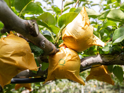 【家庭用】鳥取県大山町産『新甘泉』5kg
