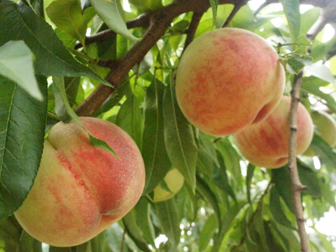 信州産（川中島平産）果汁たっぷり！川中島白鳳　６入れ