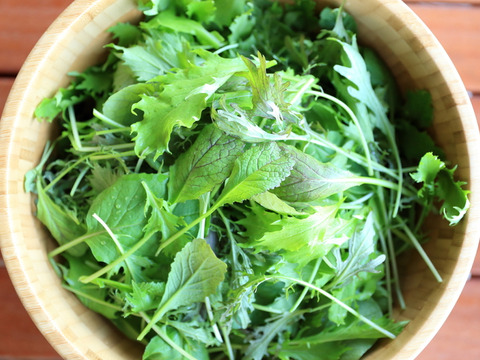 【味に自信あり：★増量★合計1.26kgをお届け！】濃い味！山形県産JAS有機ベビーリーフ30g×42p