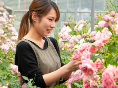 母の日特別企画　赤バラ１００本