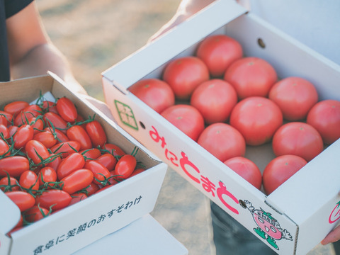 【熊本の美味しい地下水から育てたトマト】笑顔溢れる甘さ♪超濃厚ミニトマト‼️「トマランタン4kg」【家庭用】