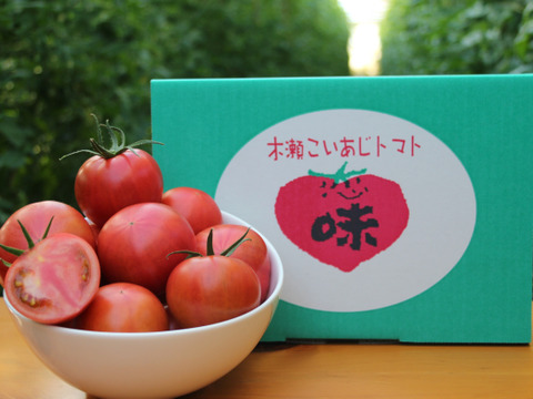 【今が旬】味が濃い！高糖度フルーツトマト"木瀬恋味トマト"(1kg)