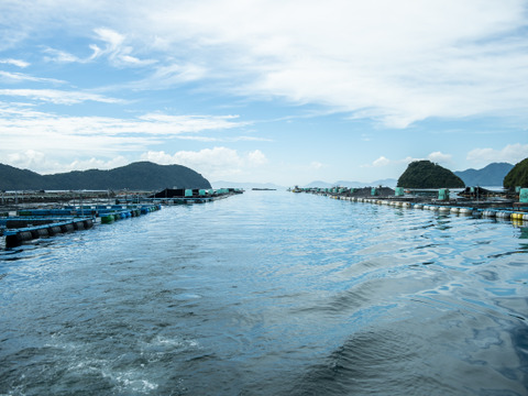 【冬ギフト】解凍するだけ♬海鮮丼✨【鯛スライスとたたきのセット計800g】みやび鯛スライスとみやび鮪たたき(ネギトロ)※熨斗対応可