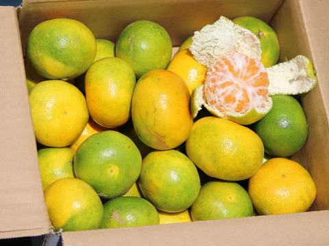 愛媛県‼ かじ坊産!
極早生ミカン!! 2.5kg お試し食べ切り!
