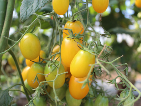【完全通年農薬・化学肥料・動物性堆肥不使用】完熟トマト！色んな種類のこだわり自家採種（1Kg）