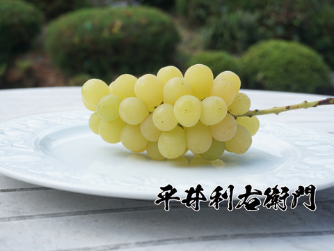 【値引き中！総重量1.5kg以上！】平井利右衛門の青ぶどう（マスカサーティーン/4～6房）