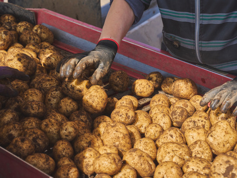 北海道のジャガイモ！『インカのめざめ』（10ｋｇ）
