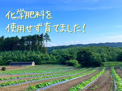 ホクホクがたまらない♪三右エ門栗かぼちゃ 10㎏(4～7玉)【化学肥料不使用】
