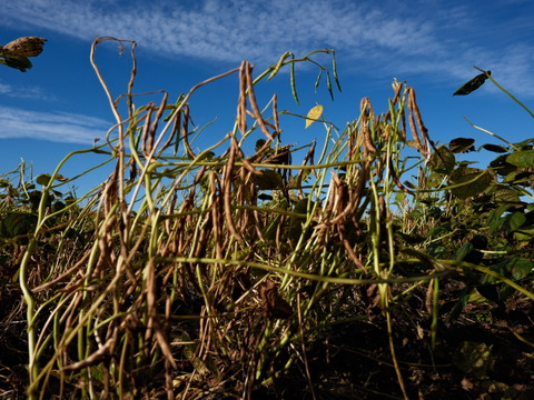 有機小豆「合わせ買い（同梱）用」エリモ小豆(900g) オーガニック 北海道十勝 2025年産