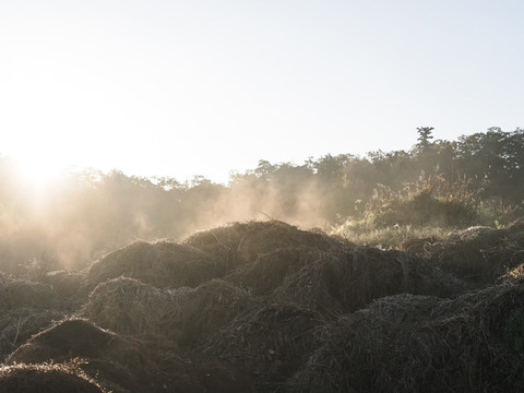 てんとうむしばたけがお届けする旬の有機野菜セット8~9品＜有機JAS認証＞